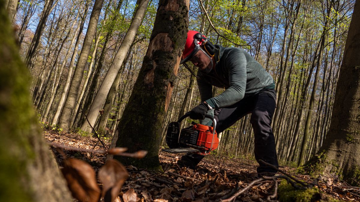 Bucheronnage en foret avec une tronconneuse thermique, montrant l'importance d'une chaine et d'un guide en bon etat