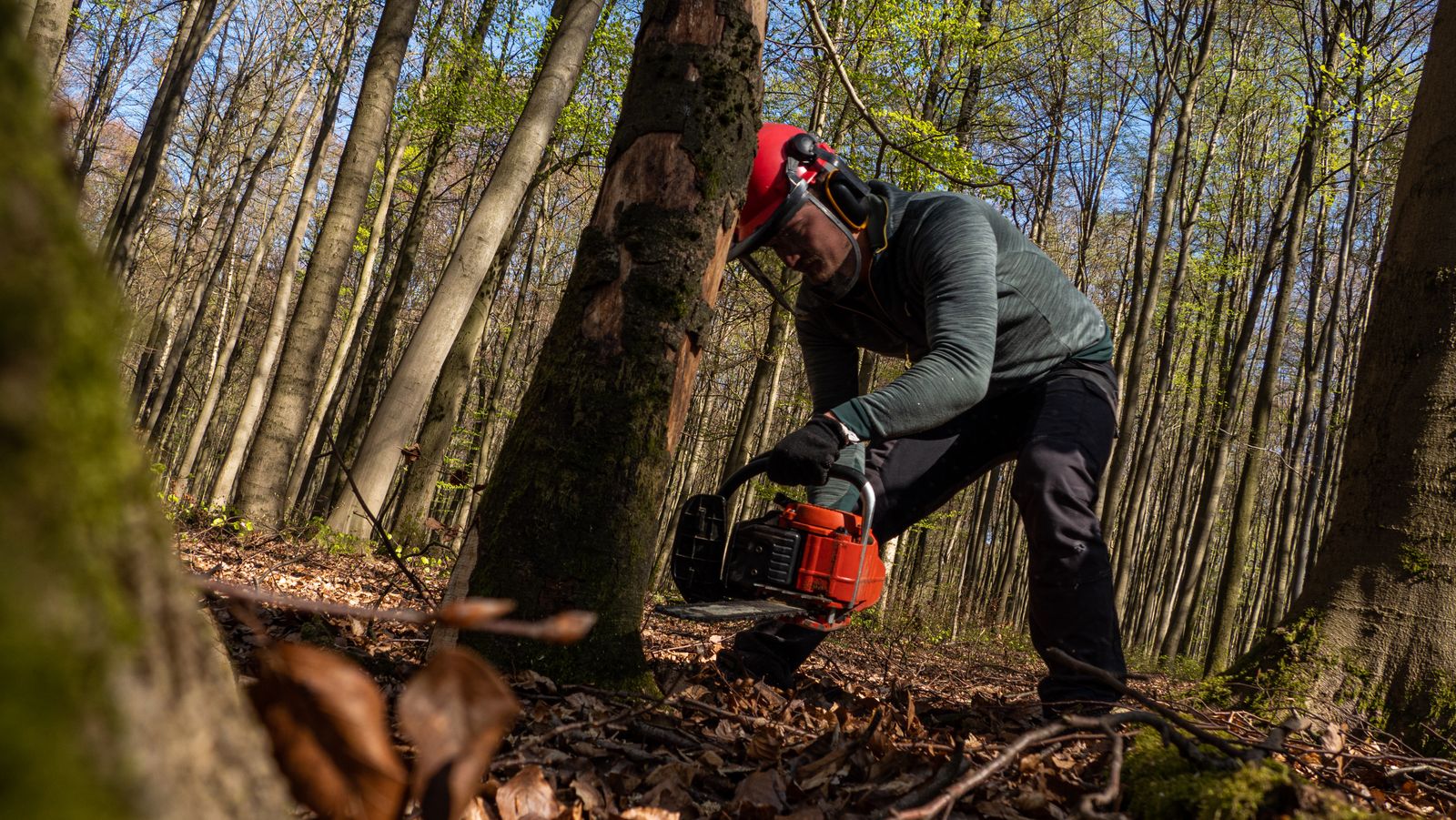 Controlled felling of a tall tree in a clearing