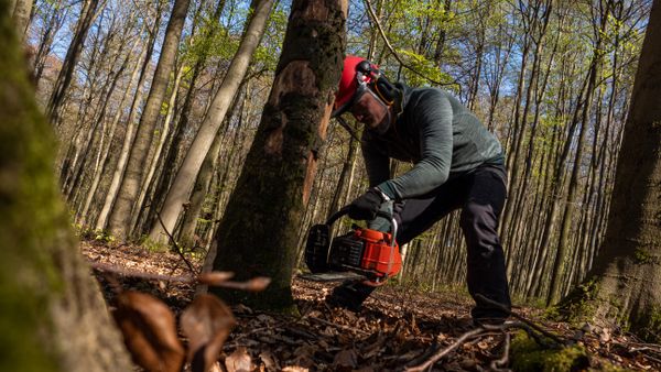 Forestry worker clearing timber with a chainsaw in winter woods