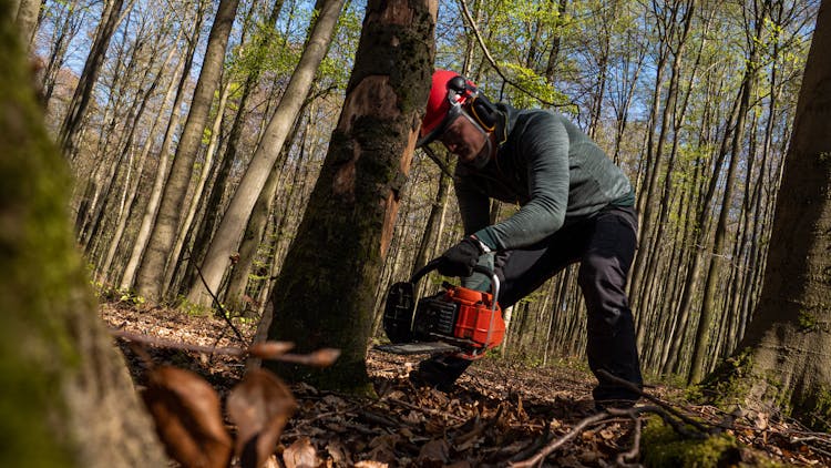 Person Cutting The Forest Tree Using A Chainsaw 