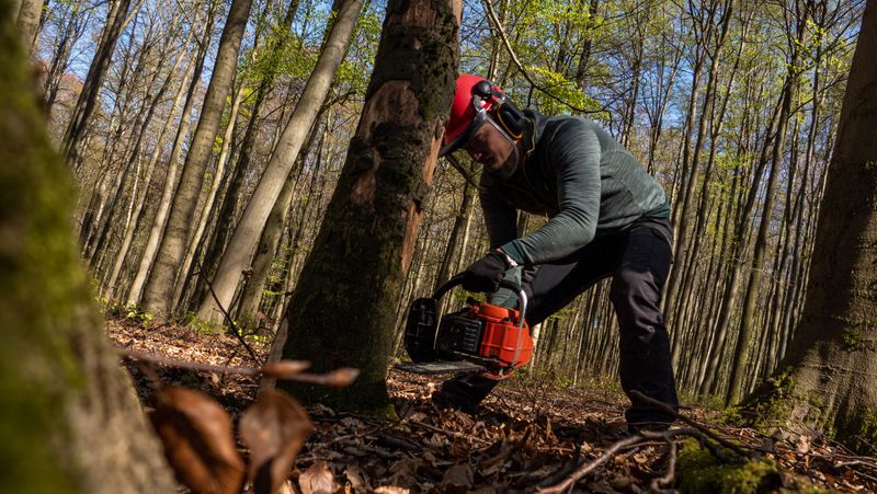 Professional tree removal — tree being cut down with chainsaw