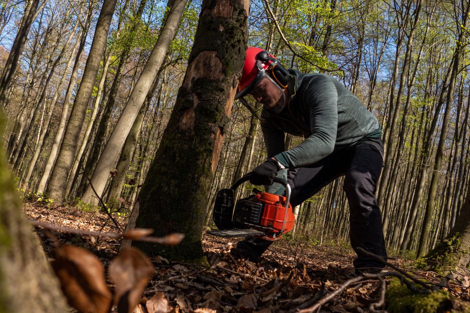 Professional arborist using a chainsaw to cut a large tree — winter tree pruning in Surrey BC requires certified expertise