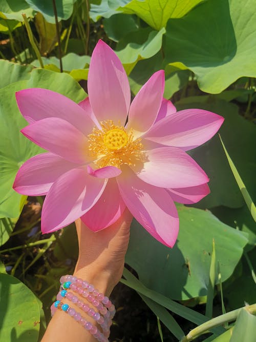 Close-Up Shot of a Person Holding a Blooming Pink Sacred Lotus