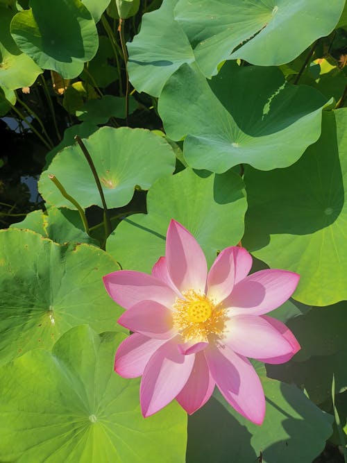 Kostenloses Stock Foto zu blumenphotographie, einfach lotus, grüne blätter
