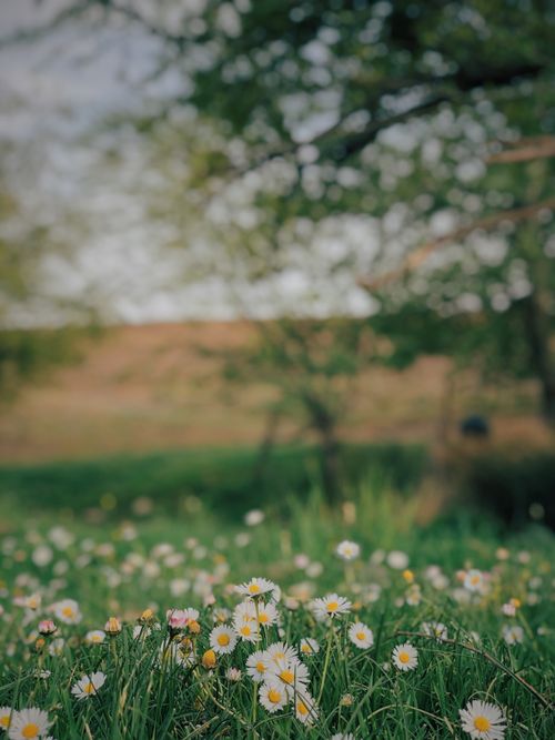 Free Vibrant blooming daisies in a spring field, Adıyaman, Turkey. Stock Photo