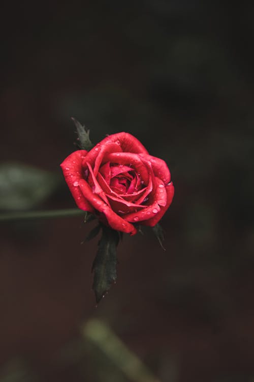 Red rose