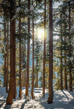 A serene winter forest in Pakistan with sunlight filtering through trees and snow-covered ground.