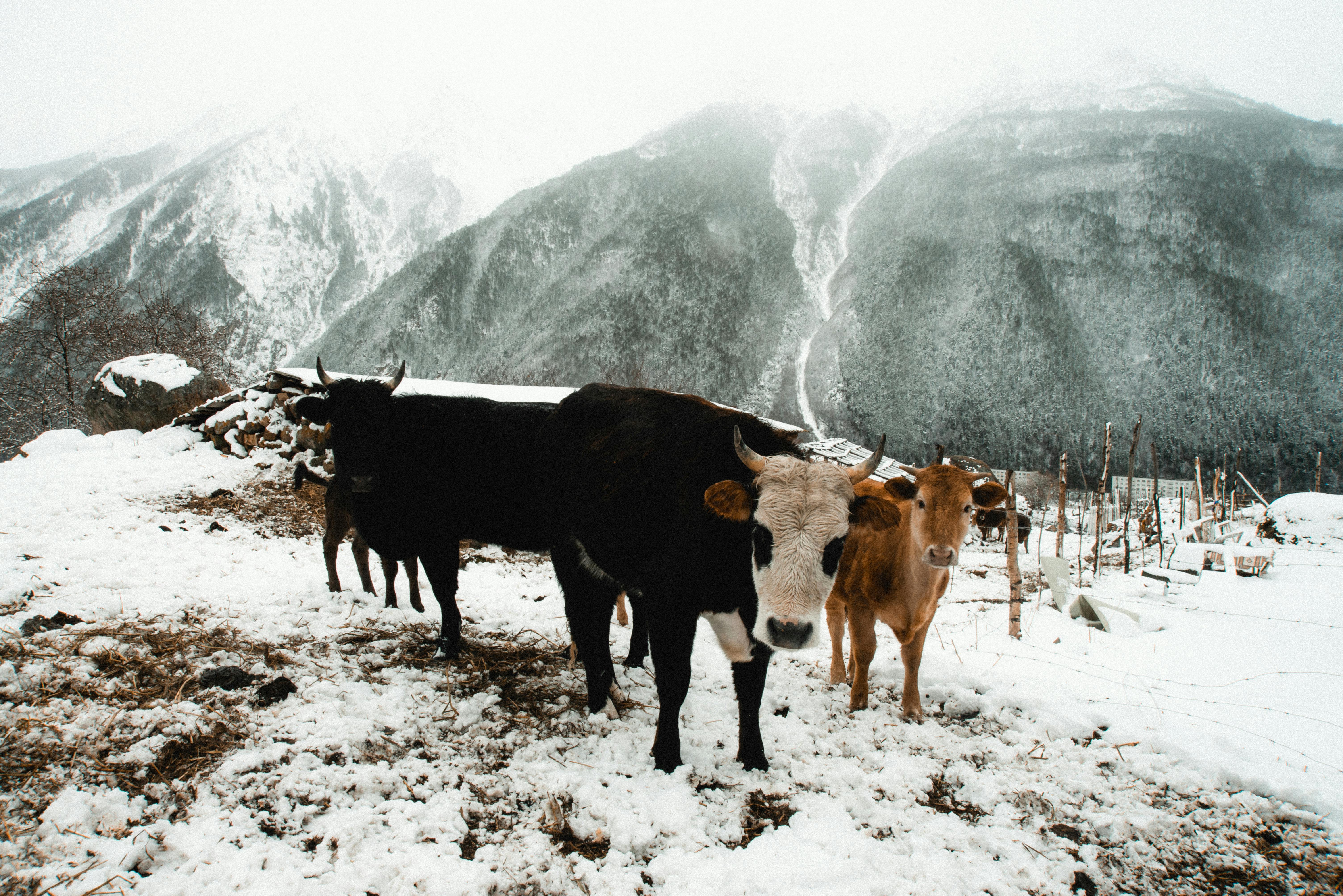 Cows on Snow Covered Ground · Free Stock Photo