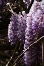 Purple and White Flowers on Brown Tree Branch