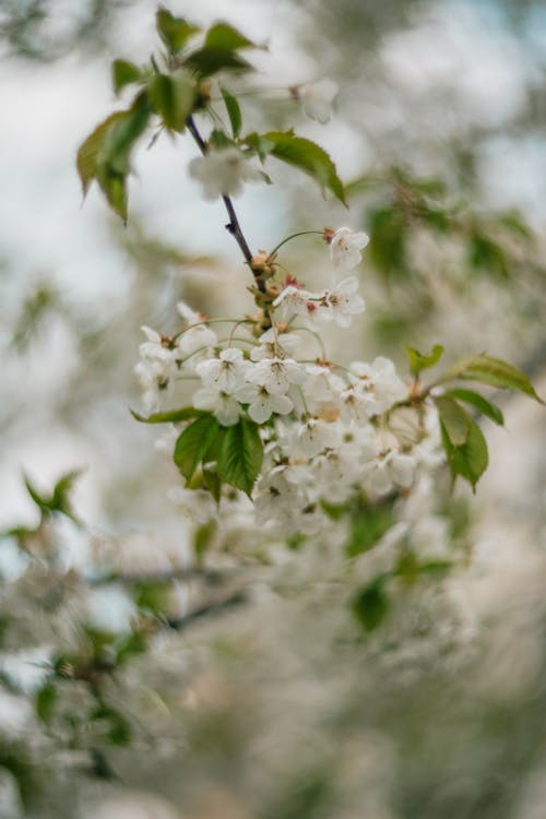 White Cherry Blossoms in Close-up Photography