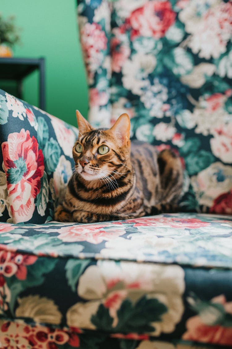 Brown Tabby Cat On Floral Couch 