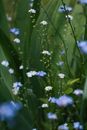 White and Purple Flowers in Tilt Shift Lens