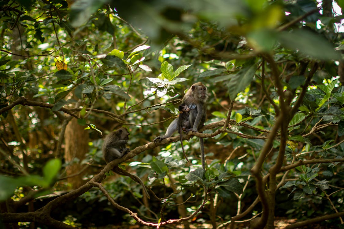 Monkeys on a Tree Branch
