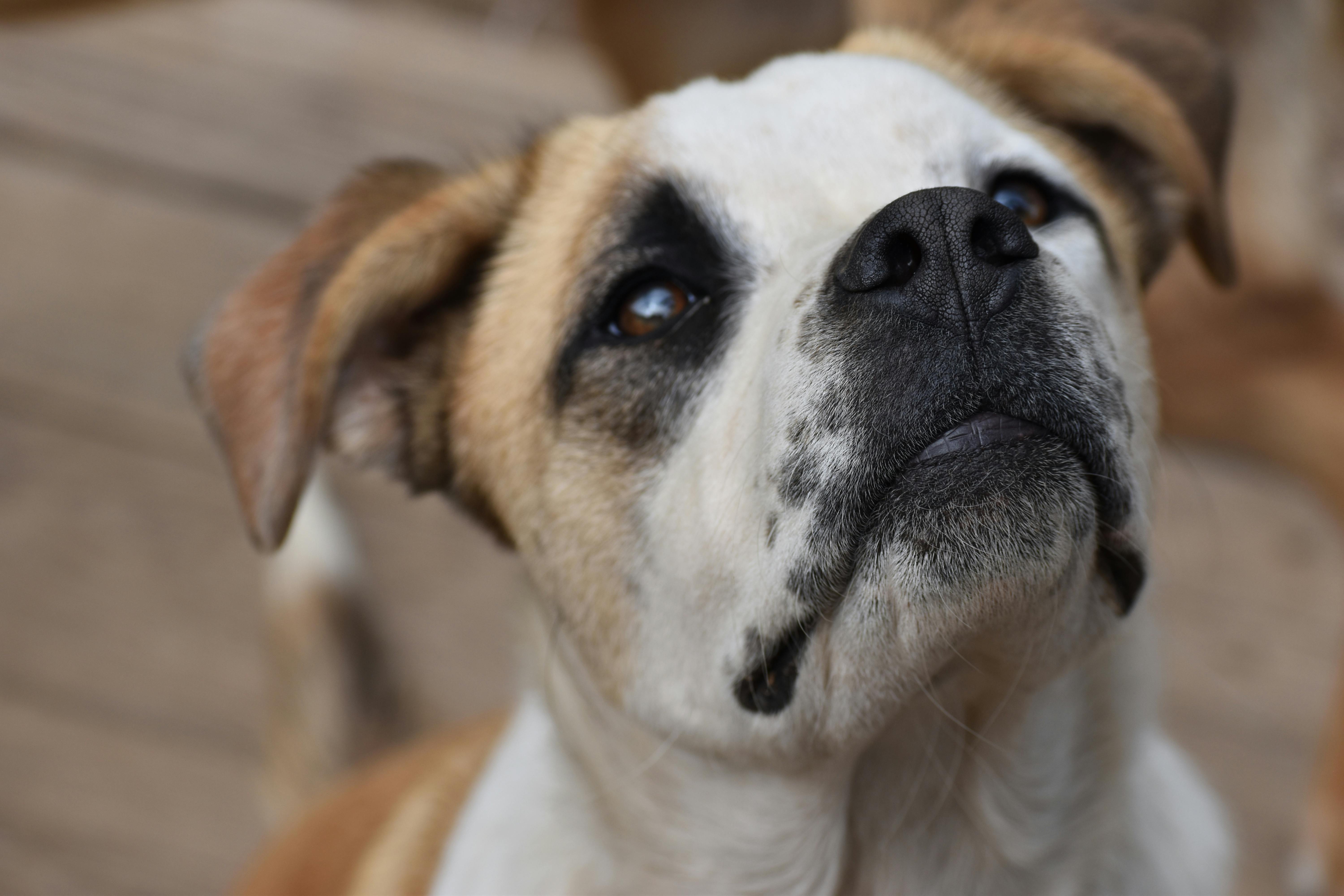 Why Do Dogs Have Wet Noses? Discover the Fascinating Reasons! 9 How Dog Breeds Influence Nose Moisture: A Look at Poodles, Bulldogs, and More