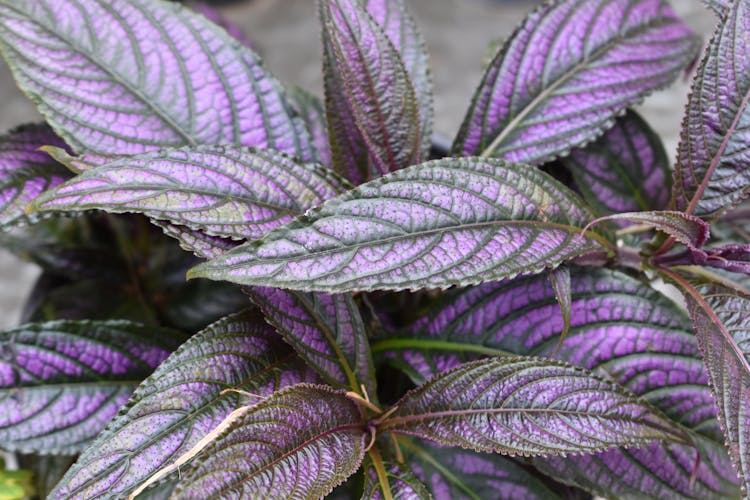 Purple Leaves Of A Persian Shield Plant