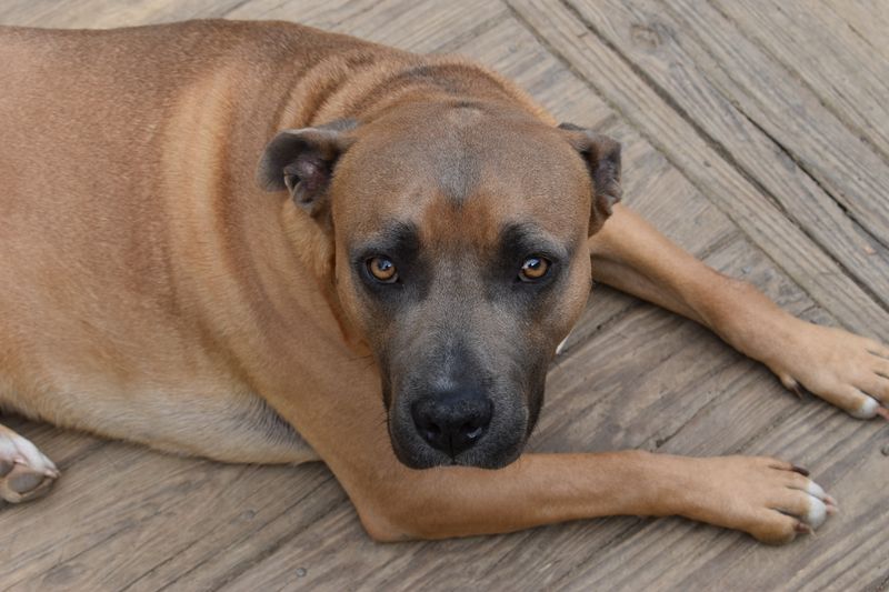 Milo - photo 1