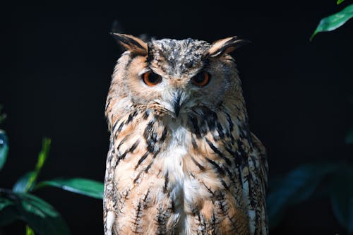 Foto stok gratis burung, burung elang, burung hantu