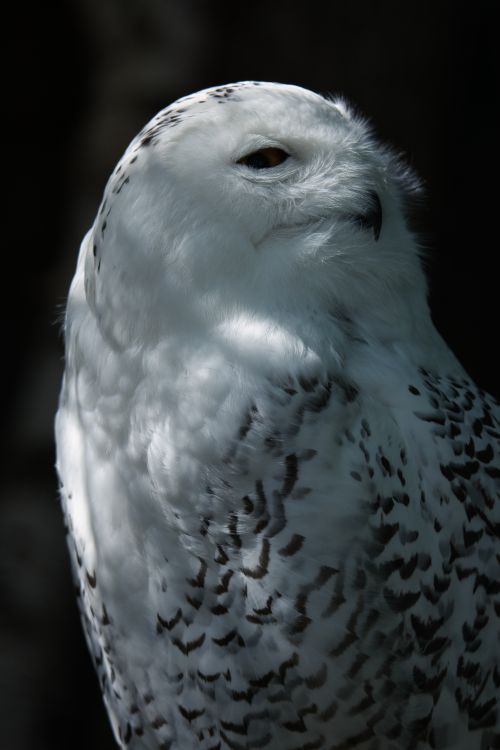 Free A detailed close-up of a snowy owl showcasing its plumage in natural light. Stock Photo