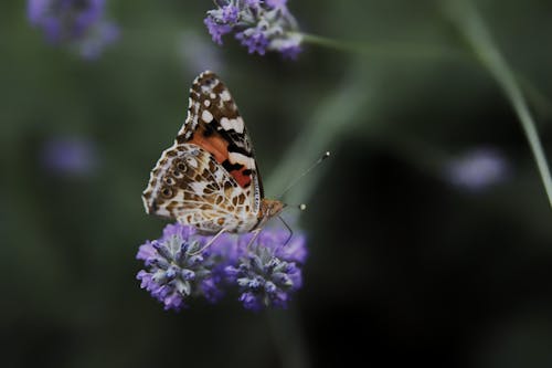Close Up Photo of Butterfly on Purple Flowers