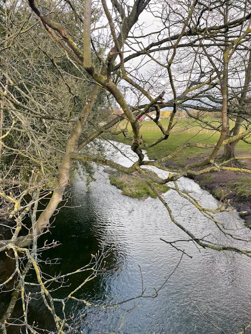 Photos gratuites de arbres, bananiers, fleuve