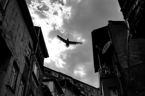 Free Grayscale Photo of Airplane Flying over the Buildings Stock Photo