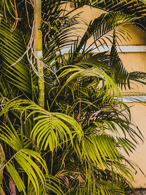 갈색 벽, 녹색 식물, 수직 쐈어의 무료 스톡 사진