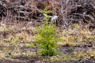 Young spruce tree sapling planted and growing in a clear-cut forest during early spring.