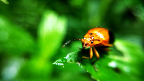 Gratis arkivbilde med bie, makro, makrofotografering