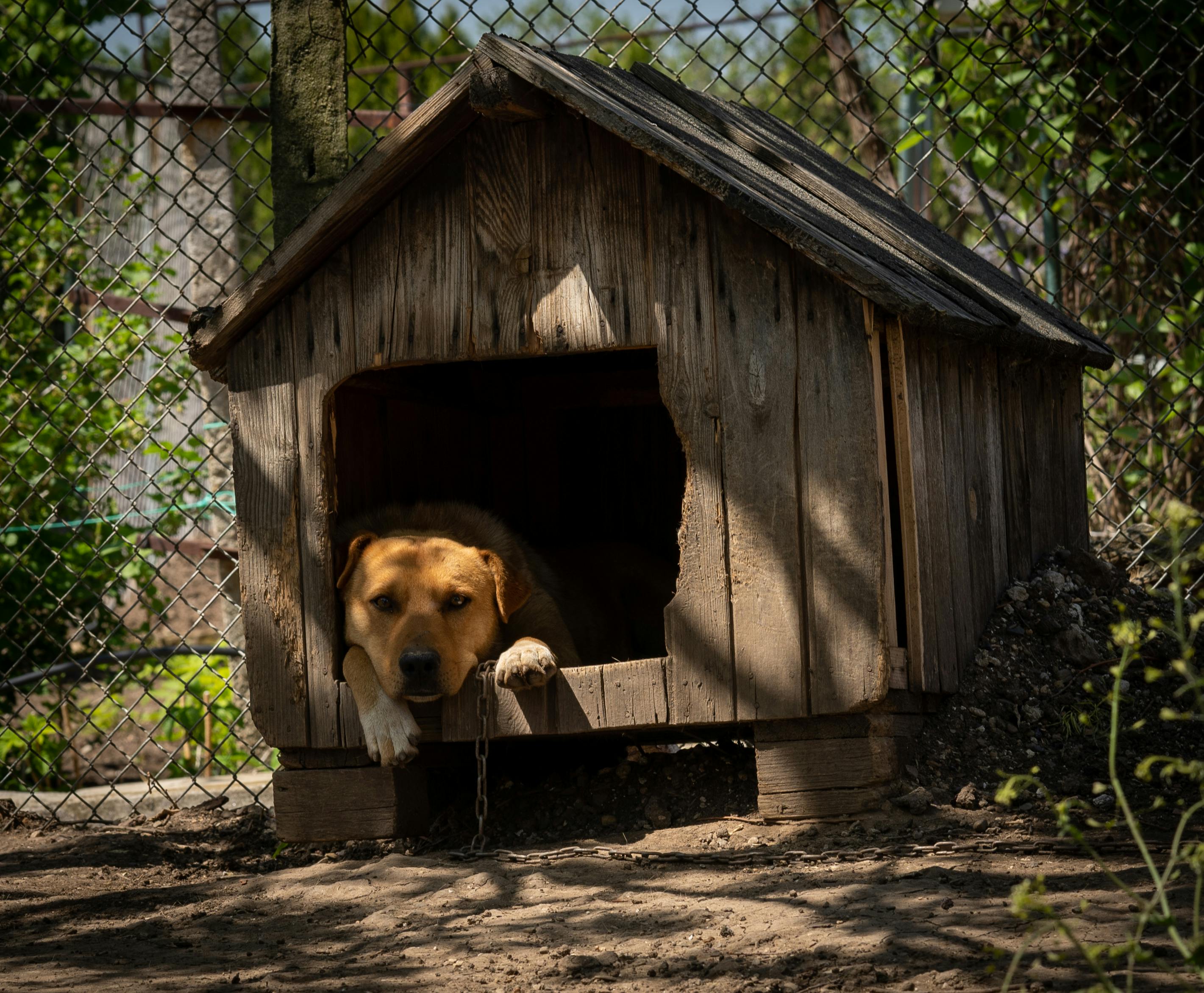 Dog Inside a Kennel