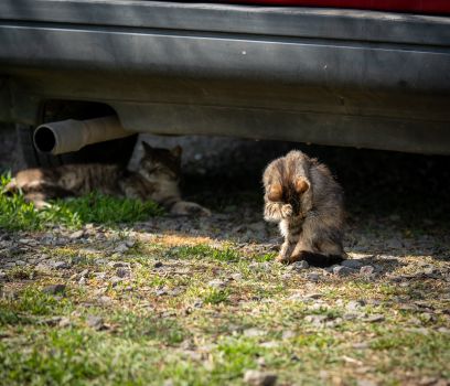 Two cats enjoying sunlight, one playful and active, the other relaxing under a car.