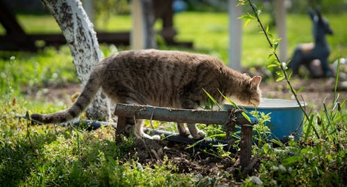 Cat on Green Grass Eating on a Blue Bucket