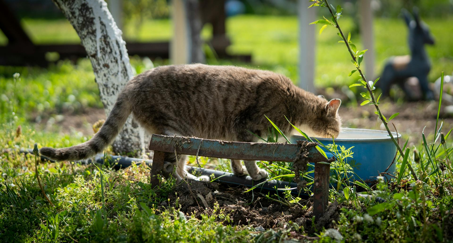 Cat on Green Grass Eating on a Blue Bucket