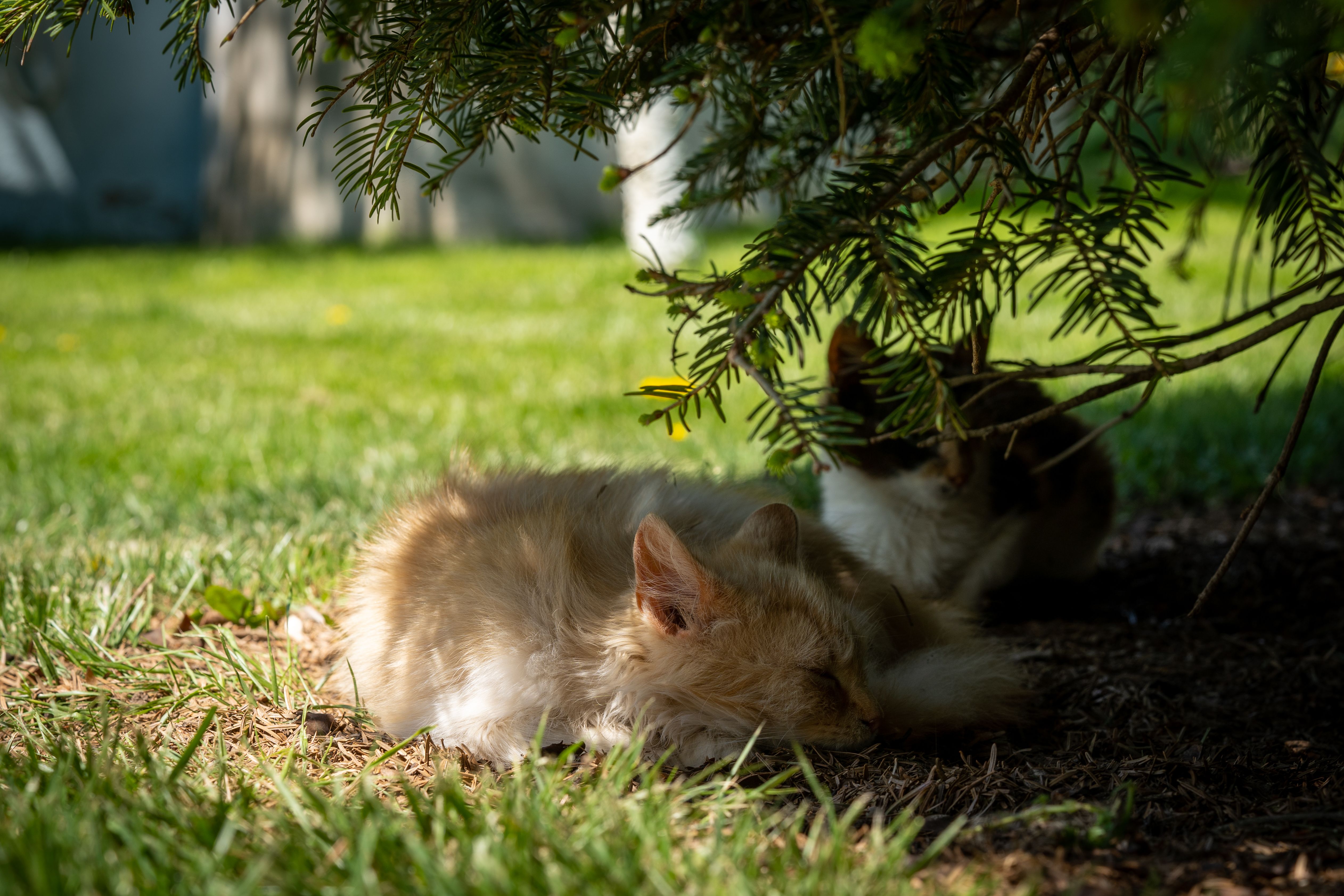 Brown and White Cat Lying on Green Grass · Free Stock Photo