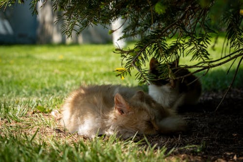 Brown and White Cat Lying on Green Grass