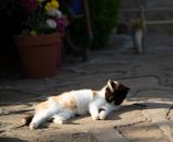 White and Brown Cat Lying on Concrete Floor