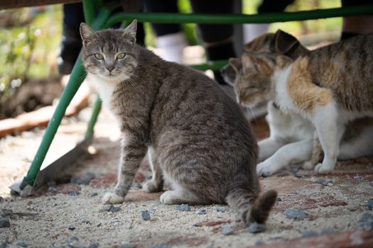 A charming scene of multiple cats on a sandy outdoor surface, showcasing their curious nature.