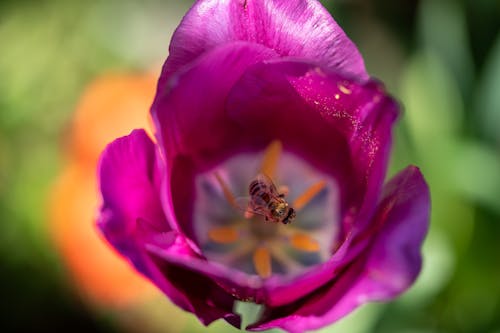 Close-Up Shot of a Bee in a Flower 