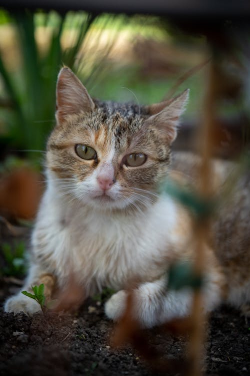 Gray and White Cat on the Black Soil 