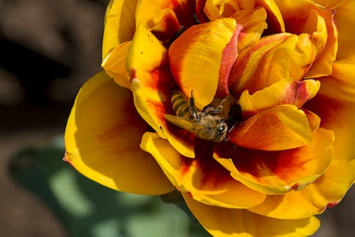 Free A Bee on a Flower  Stock Photo