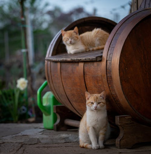 Adorable Cats near the Brown Wooden Barrel