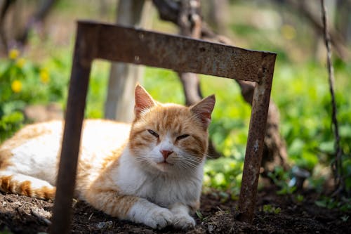 Orange and White Lying on the Black Soil