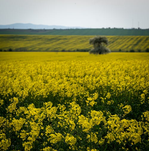 Foto stok gratis agrikultura, bunga kuning, format persegi