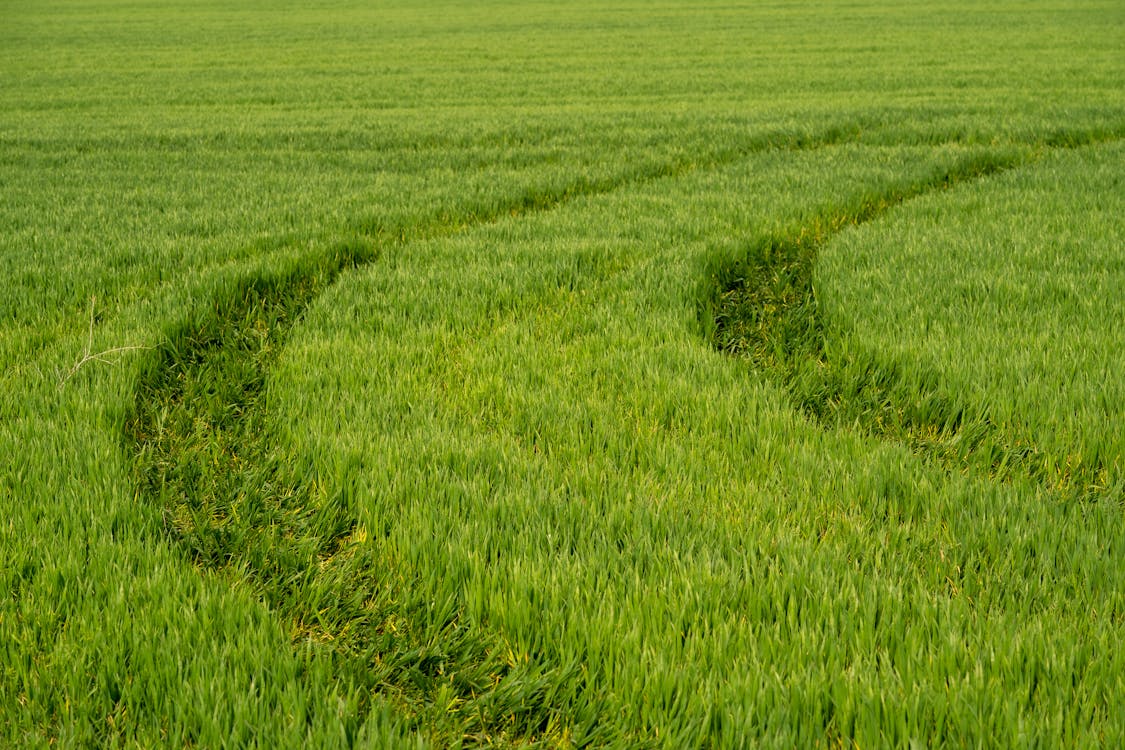 Tire Track on Green Field
