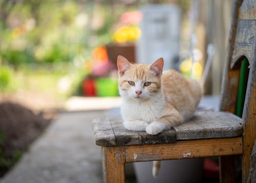 Tabby Cat Lying on a Wooden Chair