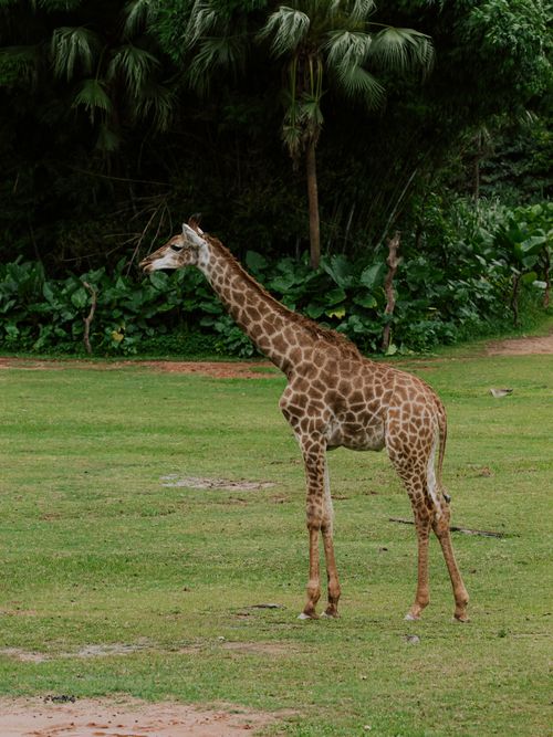 Free A giraffe with a long neck standing on green grass in a zoo environment, surrounded by lush greenery. Stock Photo