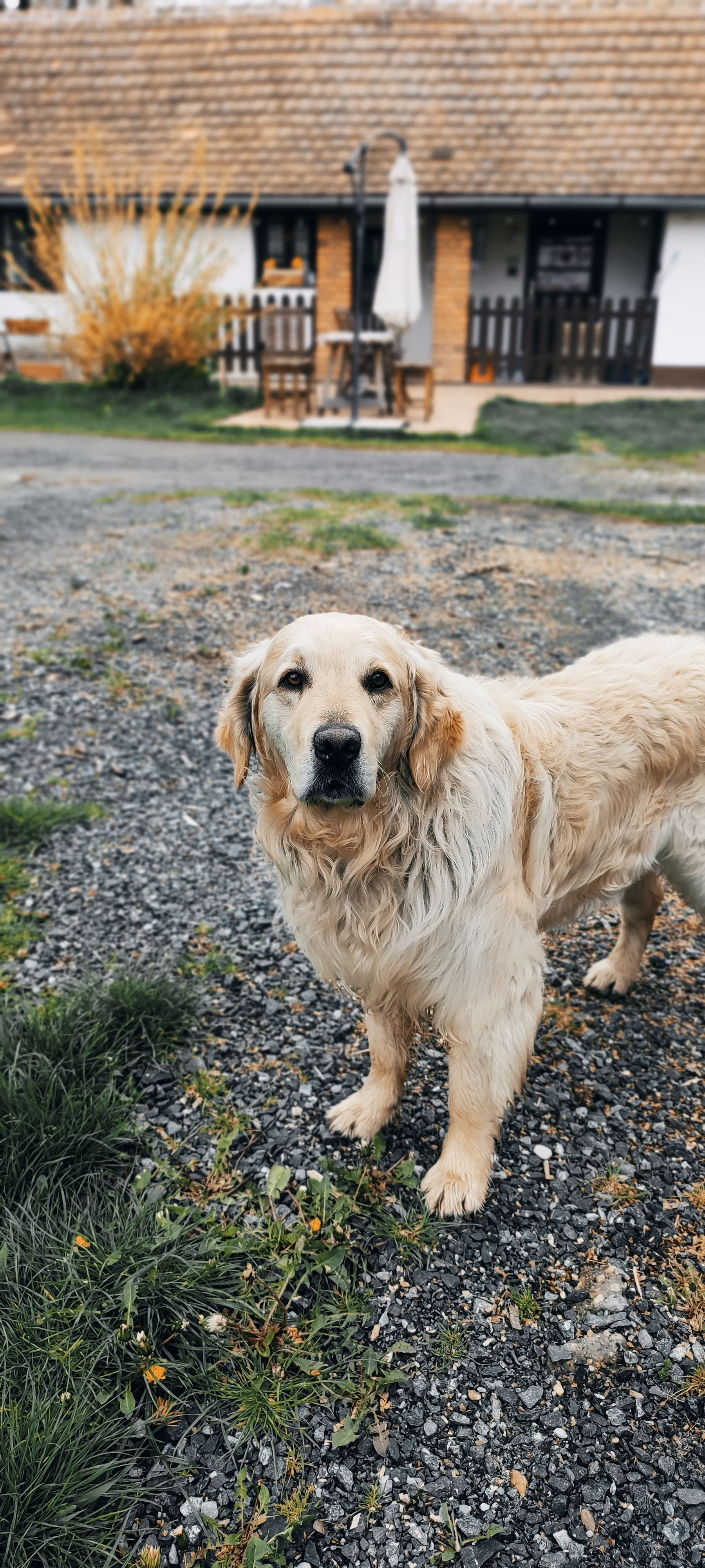 A golden retriever stands on a gravel path outside a rustic cottage in Szalafő, Hungary.