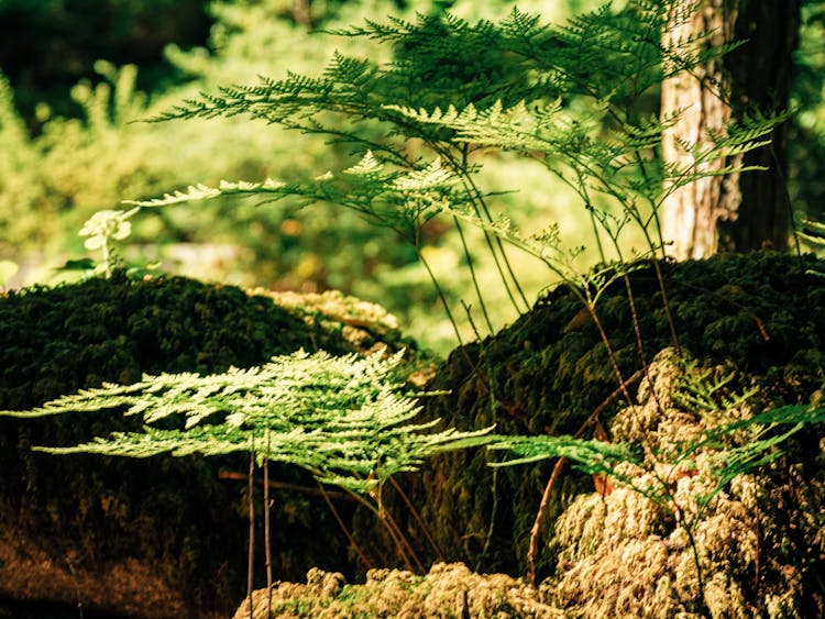 Wild Plants On Big Brown Rock