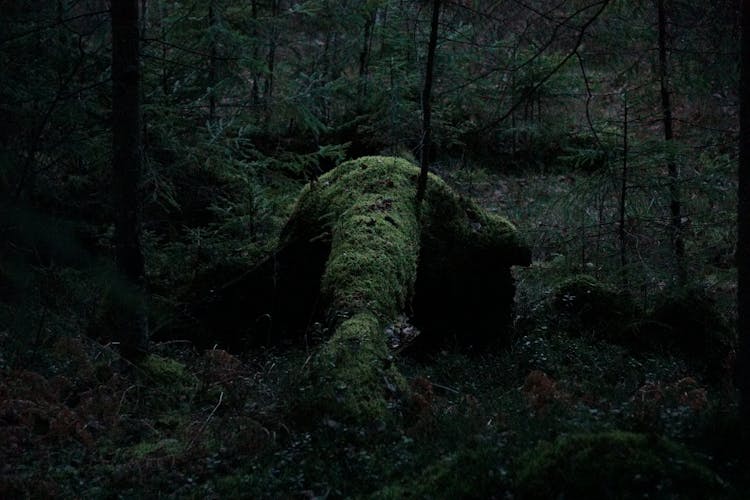 Moss In Dark Forest