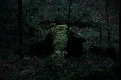 Free Explore the mysterious beauty of a moss-covered log in a dark forest in Belarus. Stock Photo
