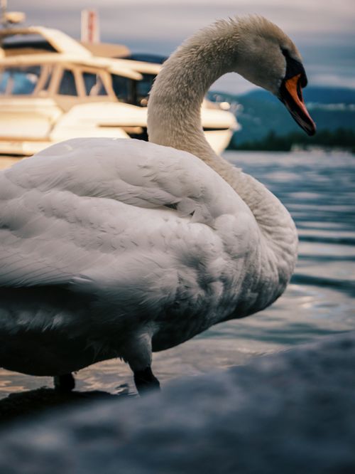 Free Close-up of a graceful swan standing by a serene lake with a boat in the background. Stock Photo
